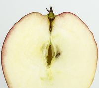 Ahrista Apple